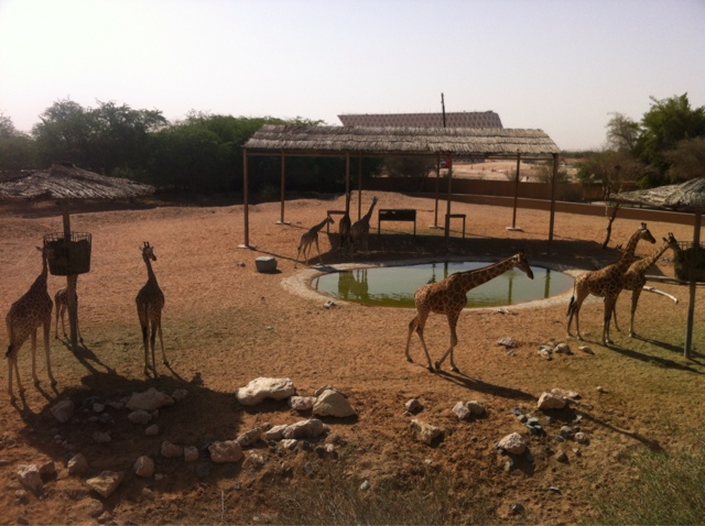 Al ain zoo