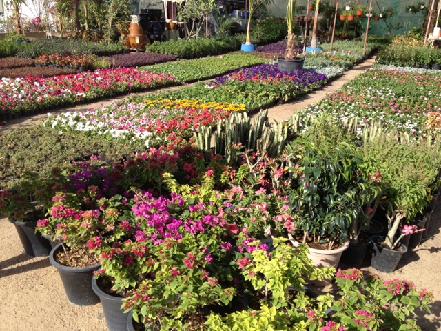 Shoppe -> gartneriet -> kameler