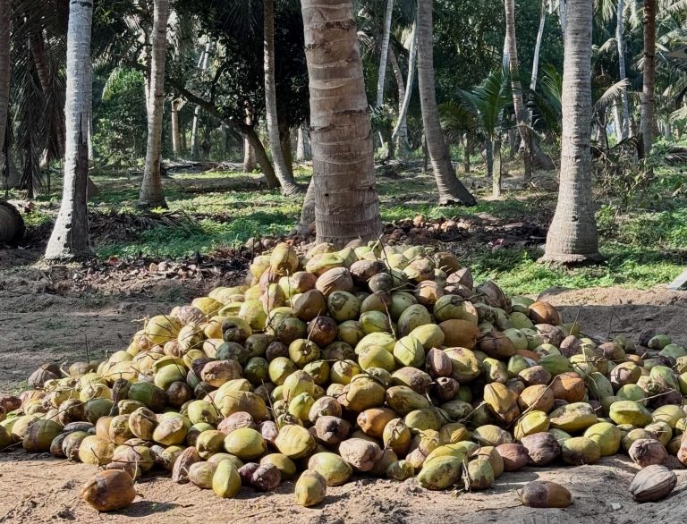Kokosfarmen