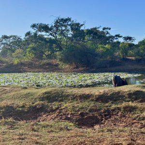 Forlænget weekend – Sri Lanka