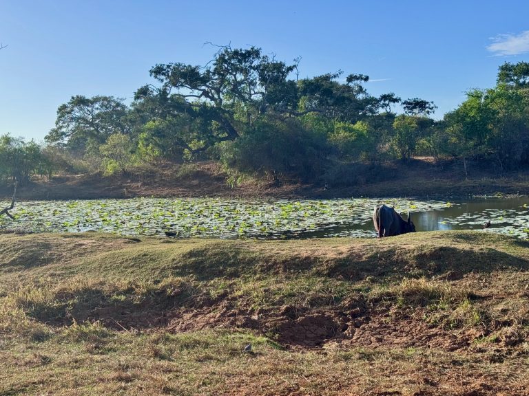 Forlænget weekend – Sri Lanka