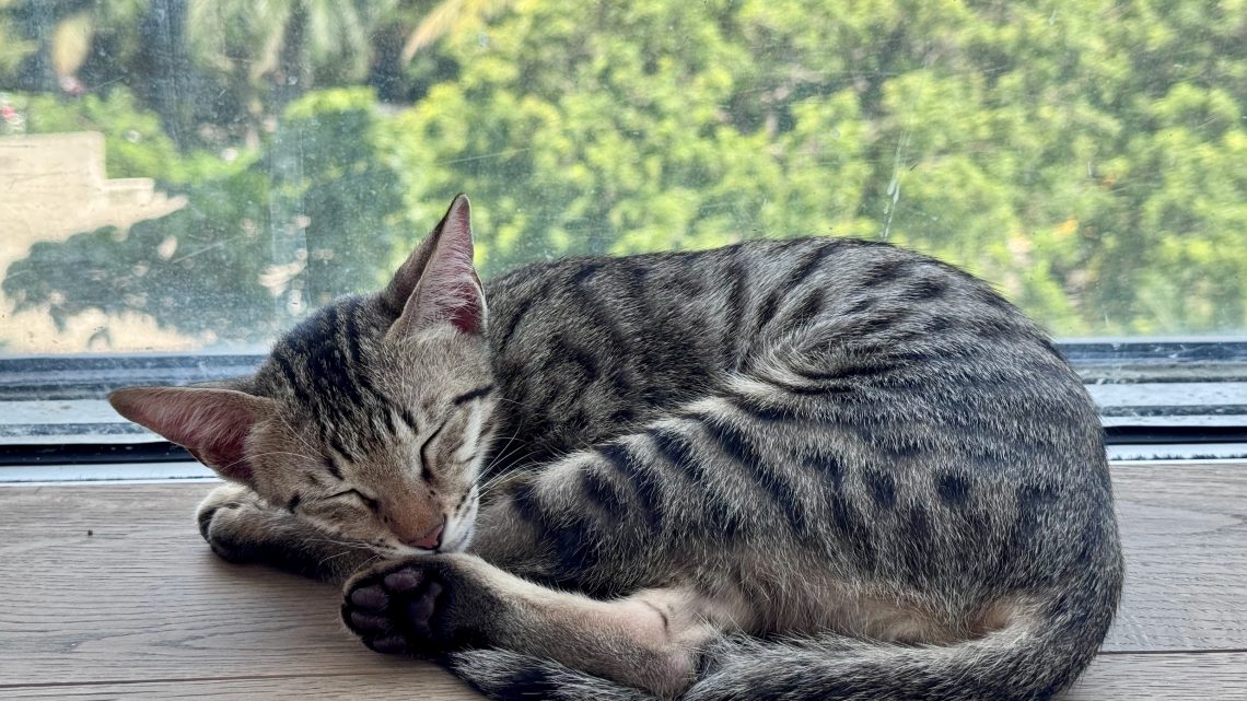 Familieforøgelse i Indien