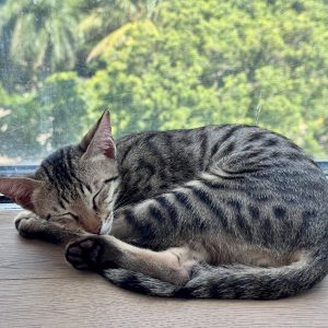 Familieforøgelse i Indien