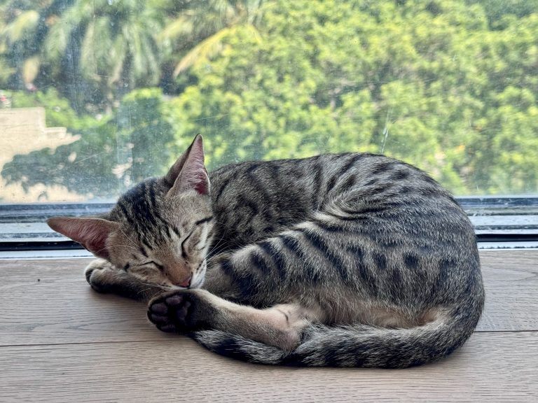 Familieforøgelse i Indien