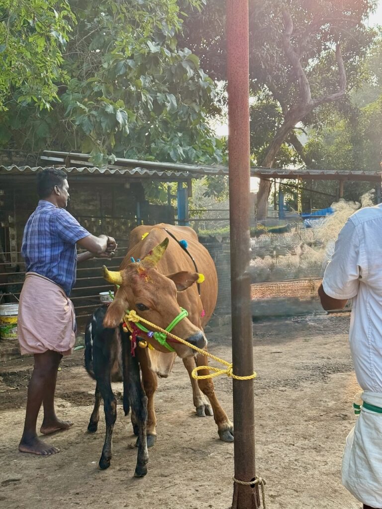 Pongal