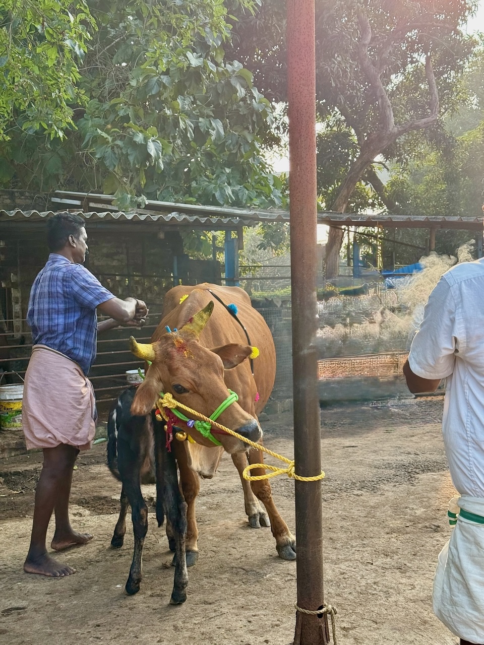 Pongal